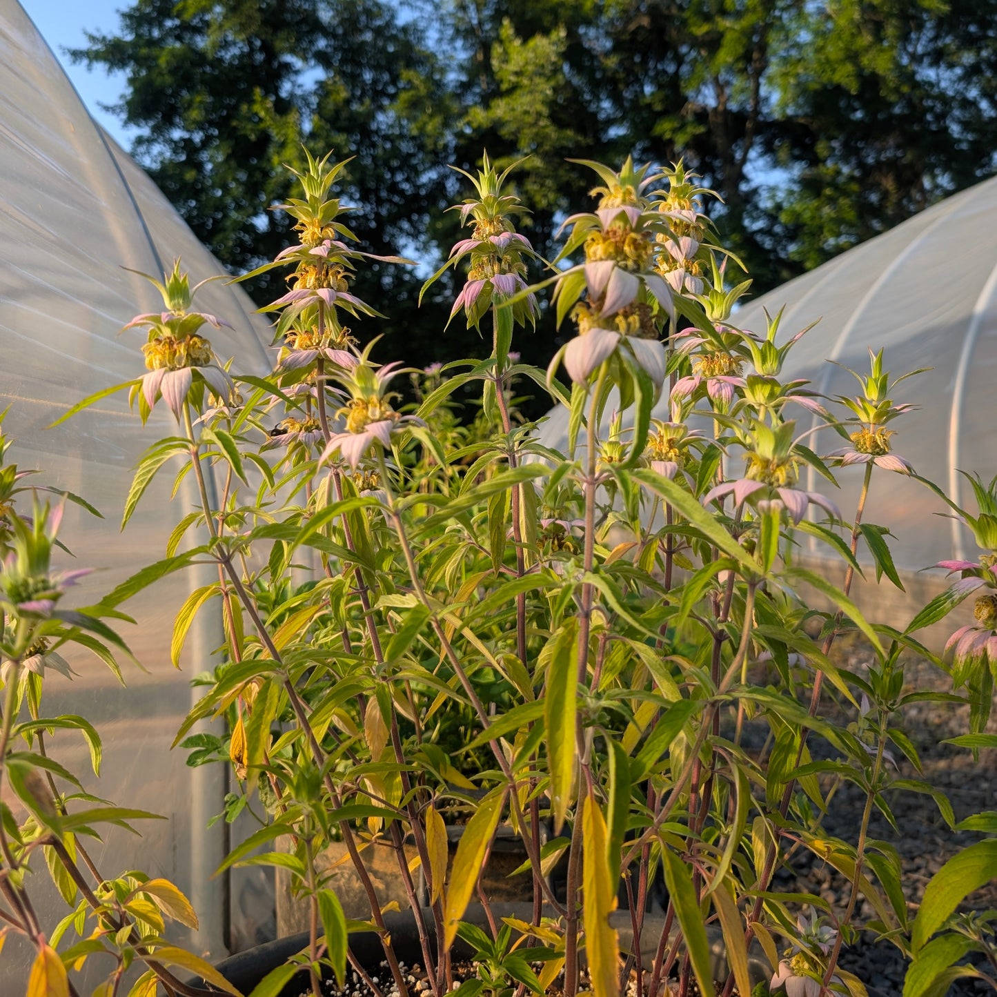 Spotted Bee Balm (Monarda punctata)