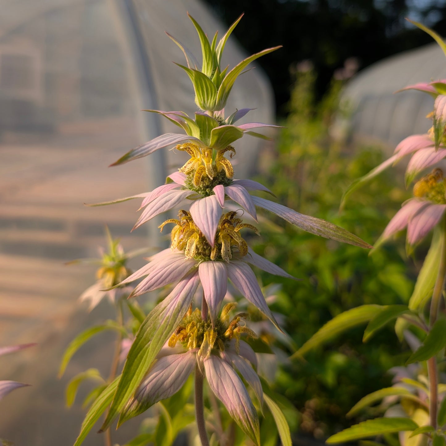 Spotted Bee Balm (Monarda punctata)