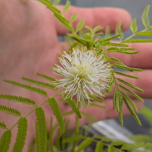 Bundleflower (Desmanthus illinoensis)