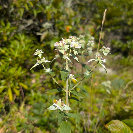 Clustered Mountain Mint (Pycnanthemum Muticum)