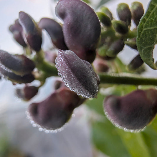 Groundnut (Apios americana)