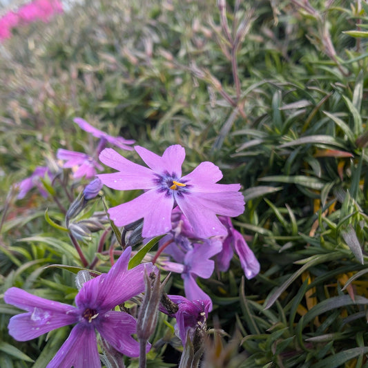 Moss Phlox "Serpentine Pink" (Phlox subulata) Landscape Tray