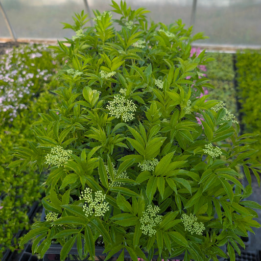 Elderberry (Sambuca canadensis) Landscape Tray (DP50)