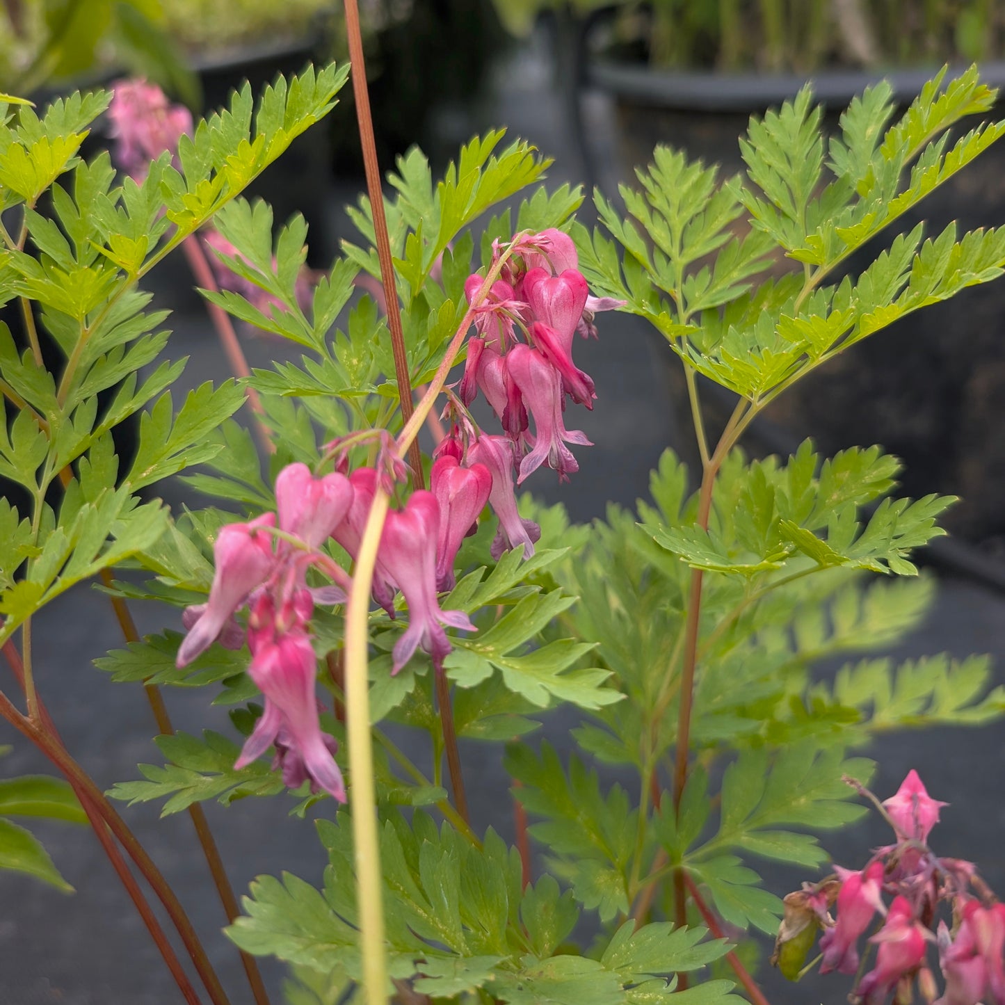 Wild Bleeding Heart (Dicentra eximia)