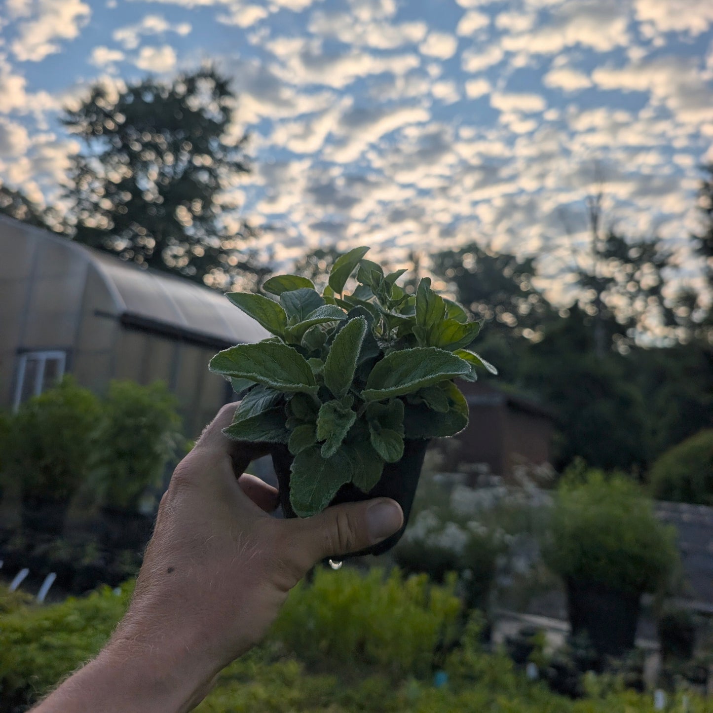 Downy Wood Mint (Blephilia ciliata)