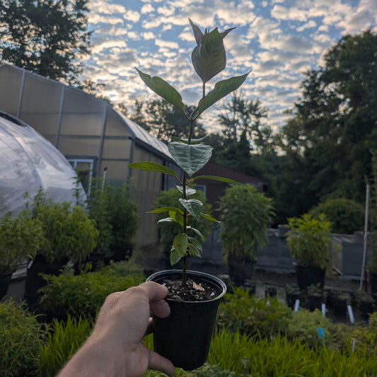 Buttonbush (Cephalanthus occidentalis) PA ecotype