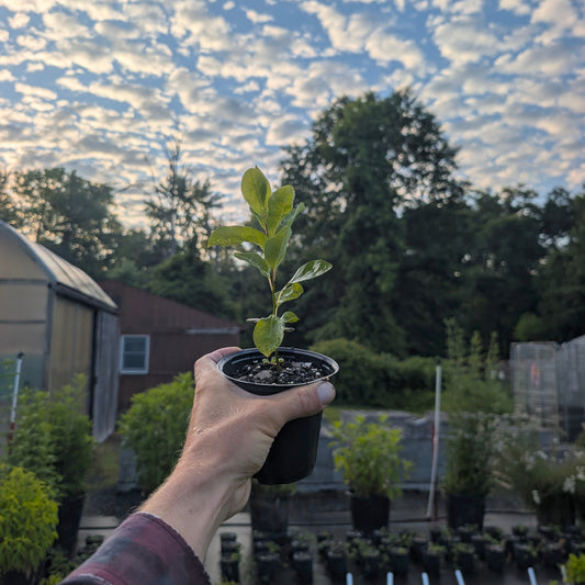 Spicebush (Lindera benzoin) Baltimore ecotype