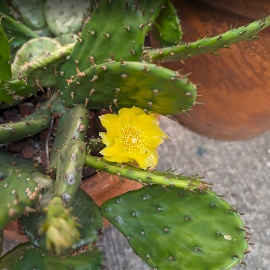 Eastern Prickly Pear (Opuntia humifusa) Gallon Pot