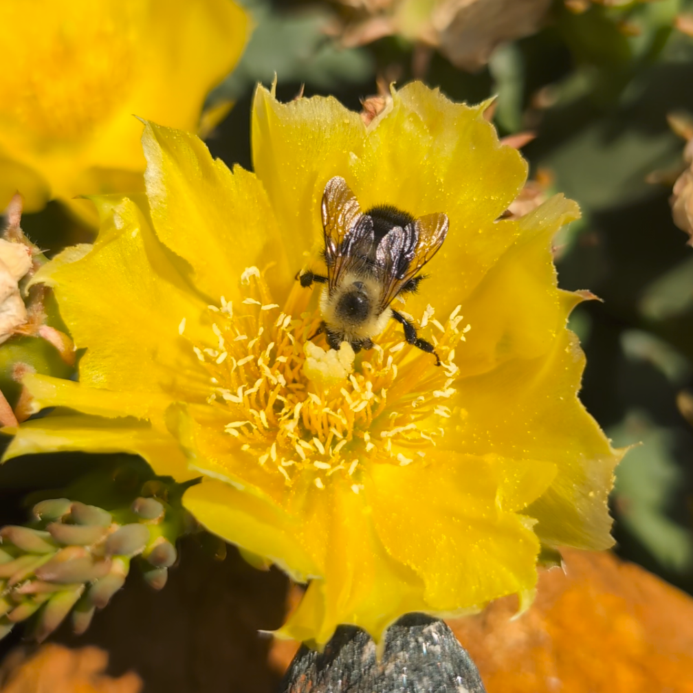 Eastern Prickly Pear (Opuntia humifusa)