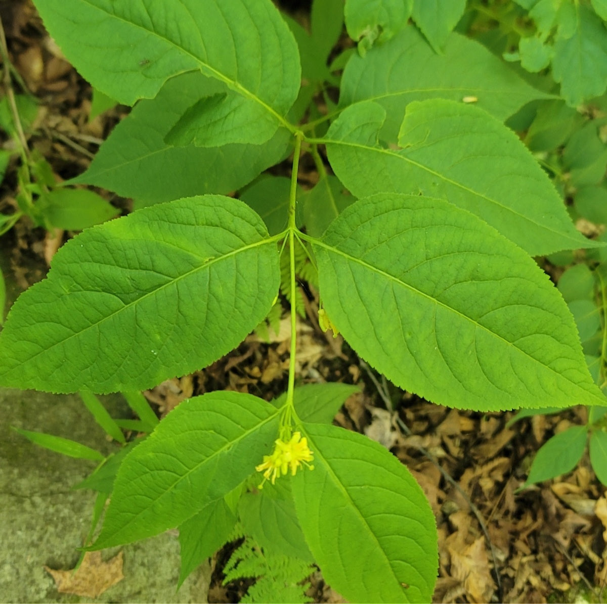 Northern Bush Honeysuckle (Diervilla lonicera)