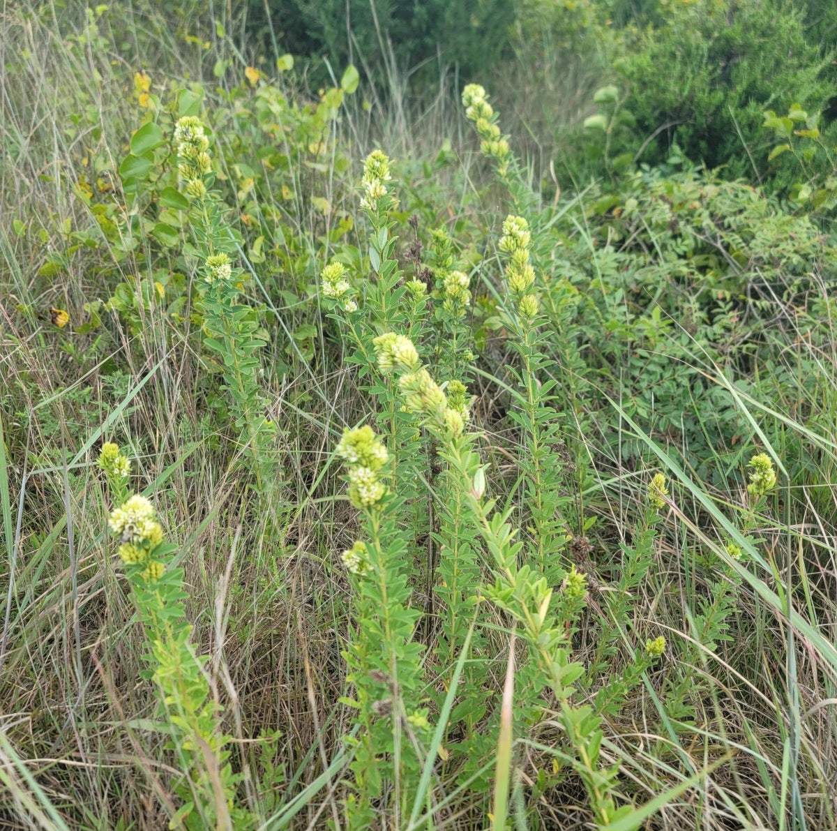 Round Headed Bushclover (Lespedeza capitata)