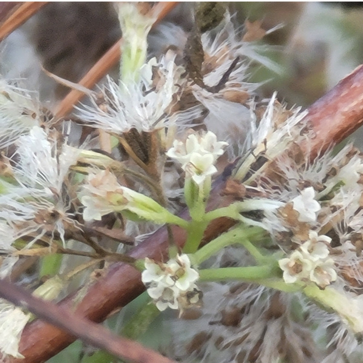 Climbing Hempvine (Mikania scandens) SEPA ecotype