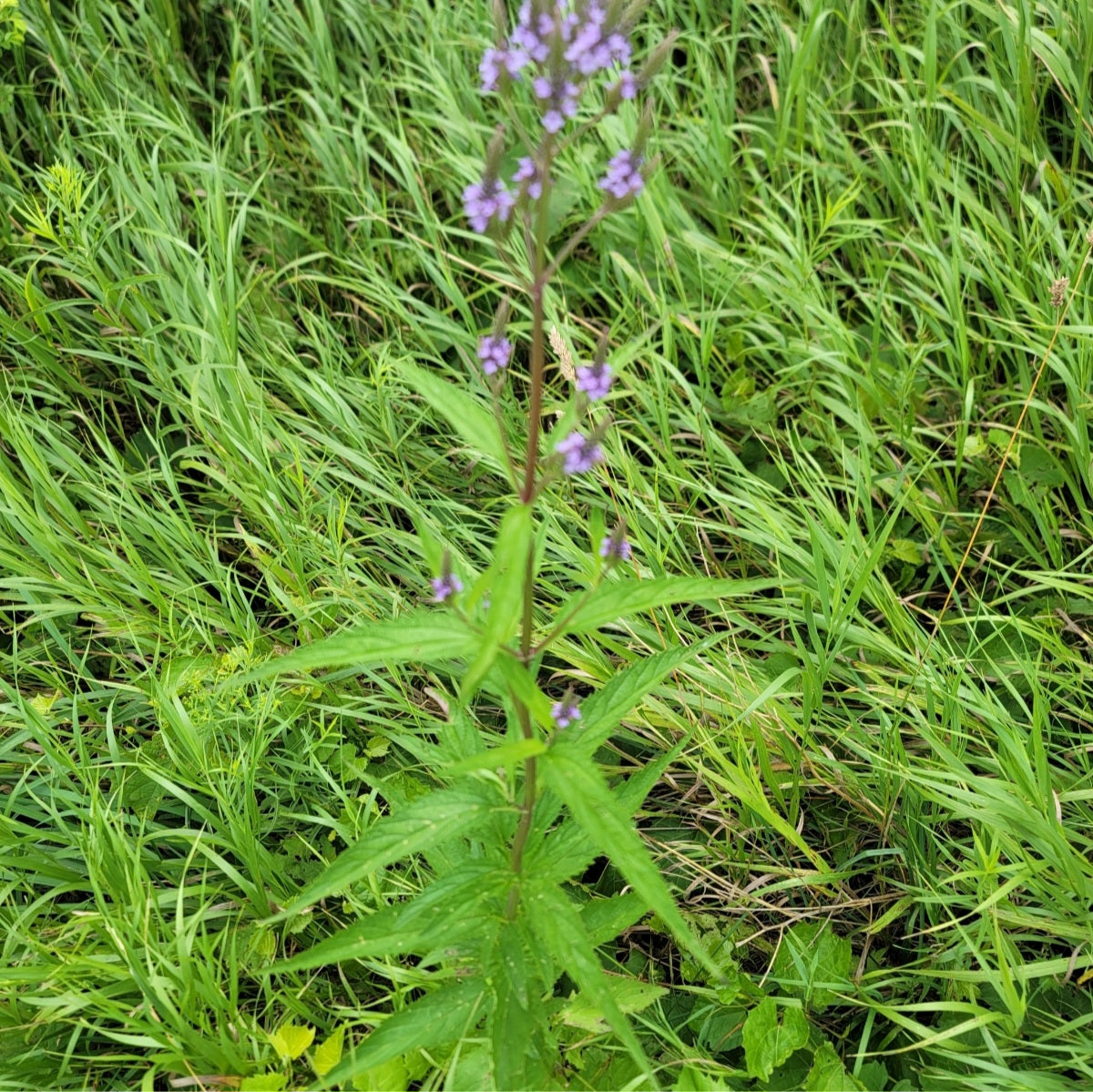 Blue Vervain (Verbena hastata)