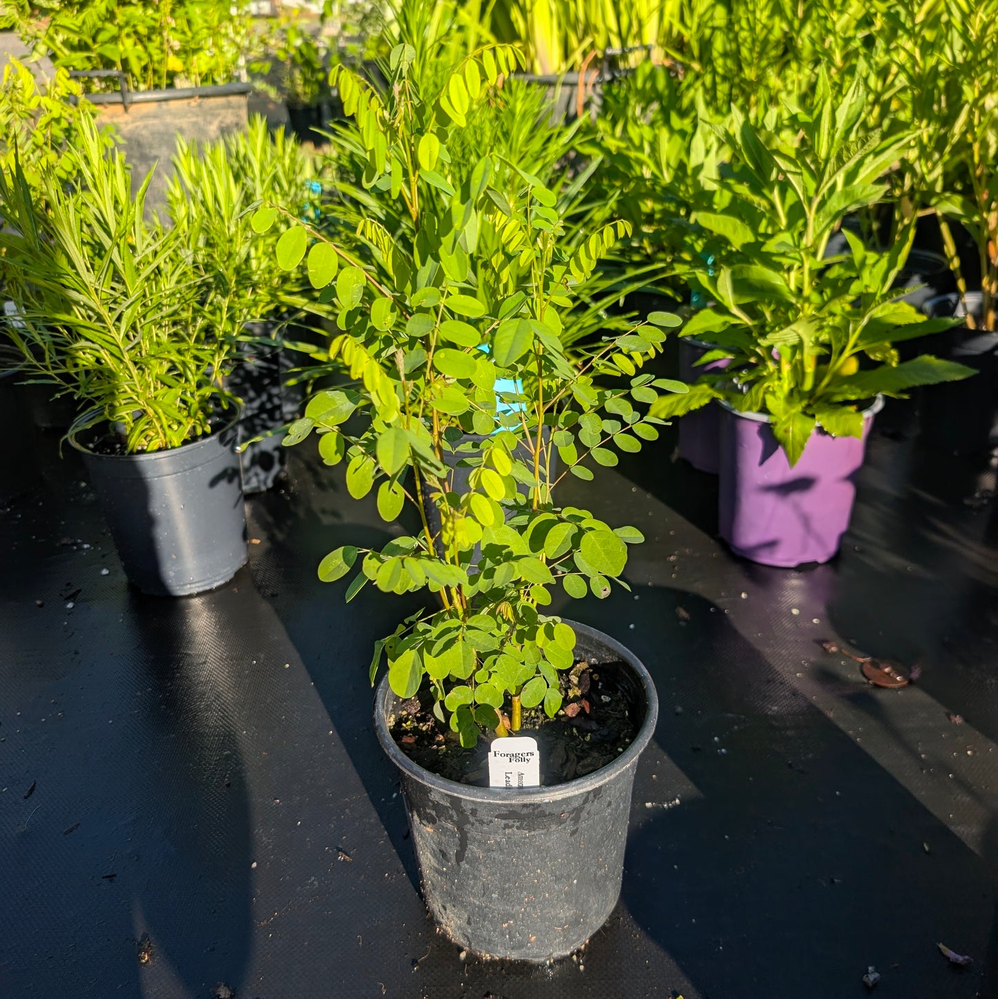False indigo bush (Amorpha fruiticosa)