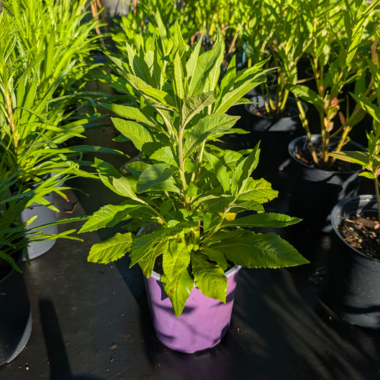 Giant Ironweed (Vernonia gigantea)