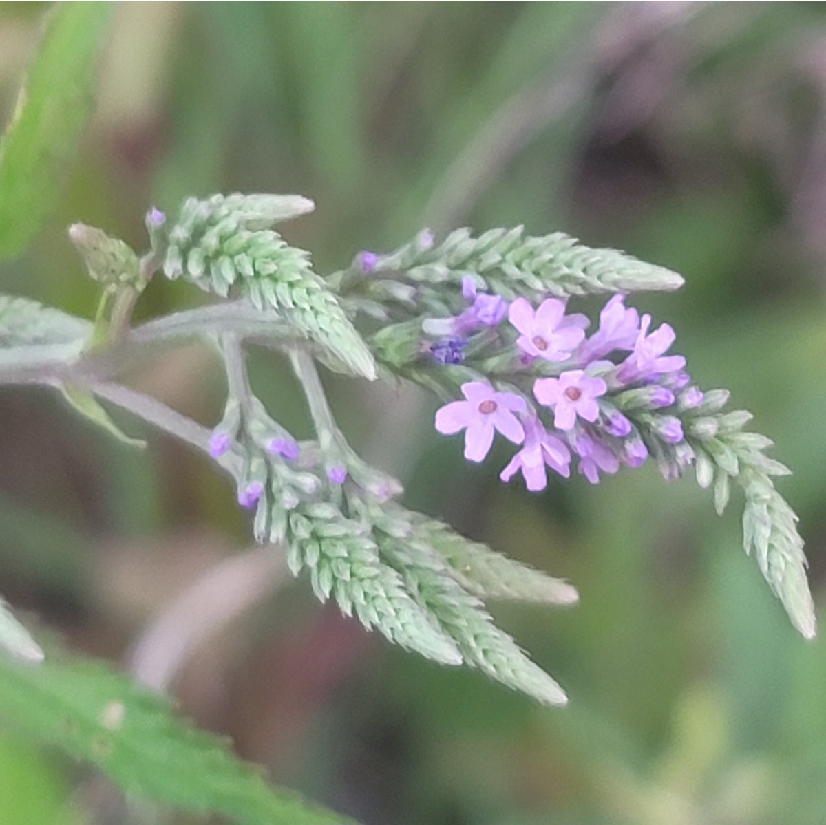 Blue Vervain (Verbena hastata)