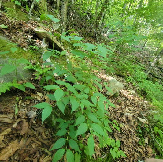 Northern Bush Honeysuckle (Diervilla lonicera)