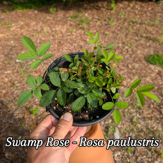 Swamp Rose (Rosa paulustris)