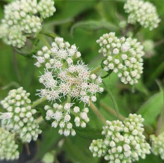 Boneset (Eupatorium perfoliatum) Quart Pot