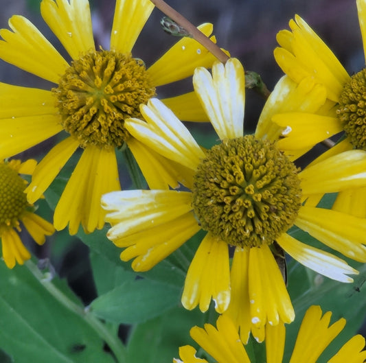 Sneezeweed - (Helenium autumnale)