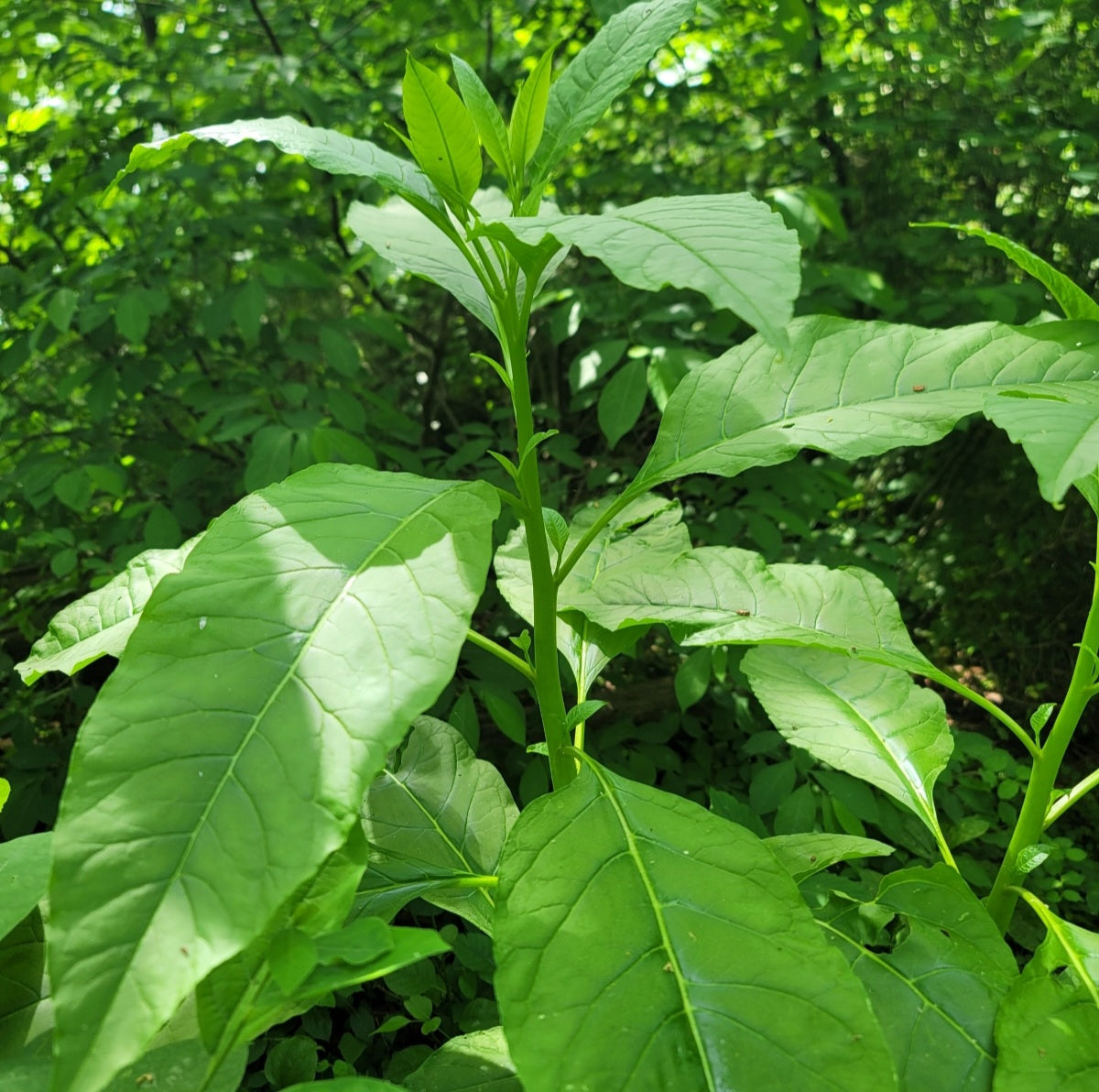 Pokeweed (Phytolacca americana)