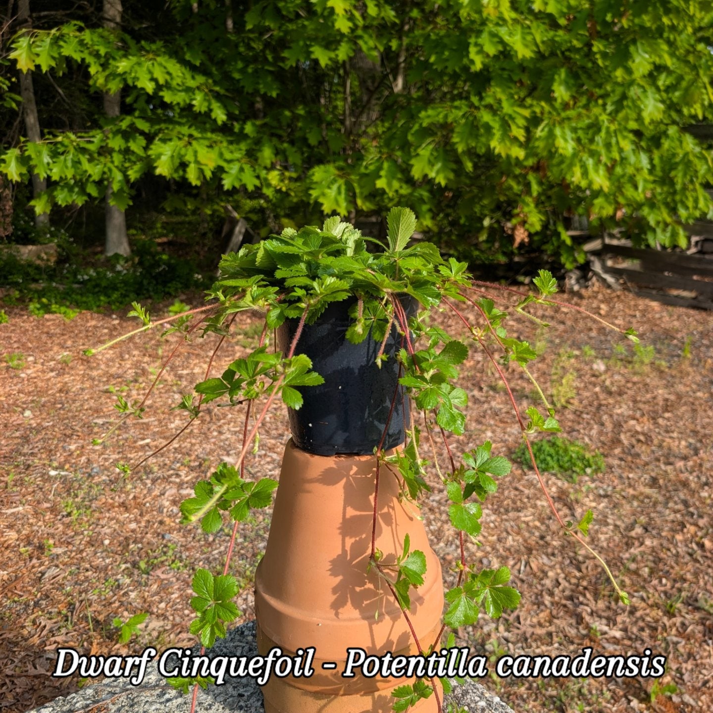 Dwarf Cinquefoil (Potentilla canadensis)