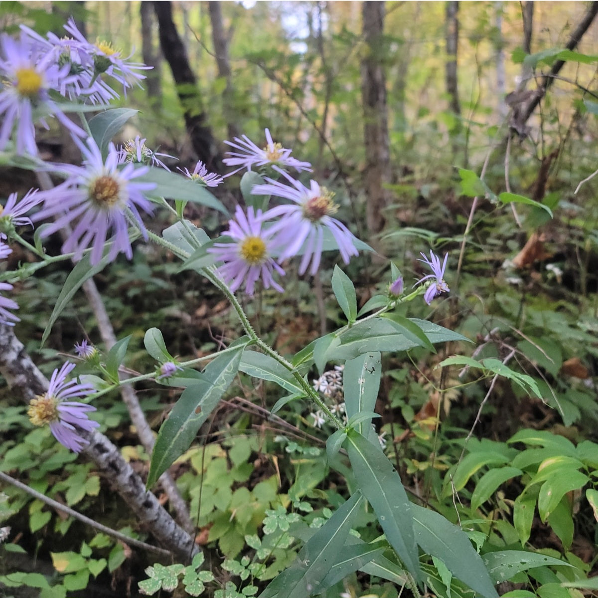 Swamp Aster (Symphyotrichum puniceum)