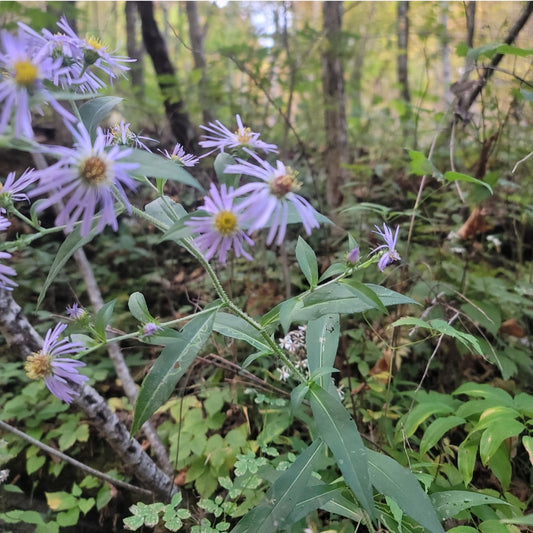 Swamp Aster (Symphyotrichum puniceum)