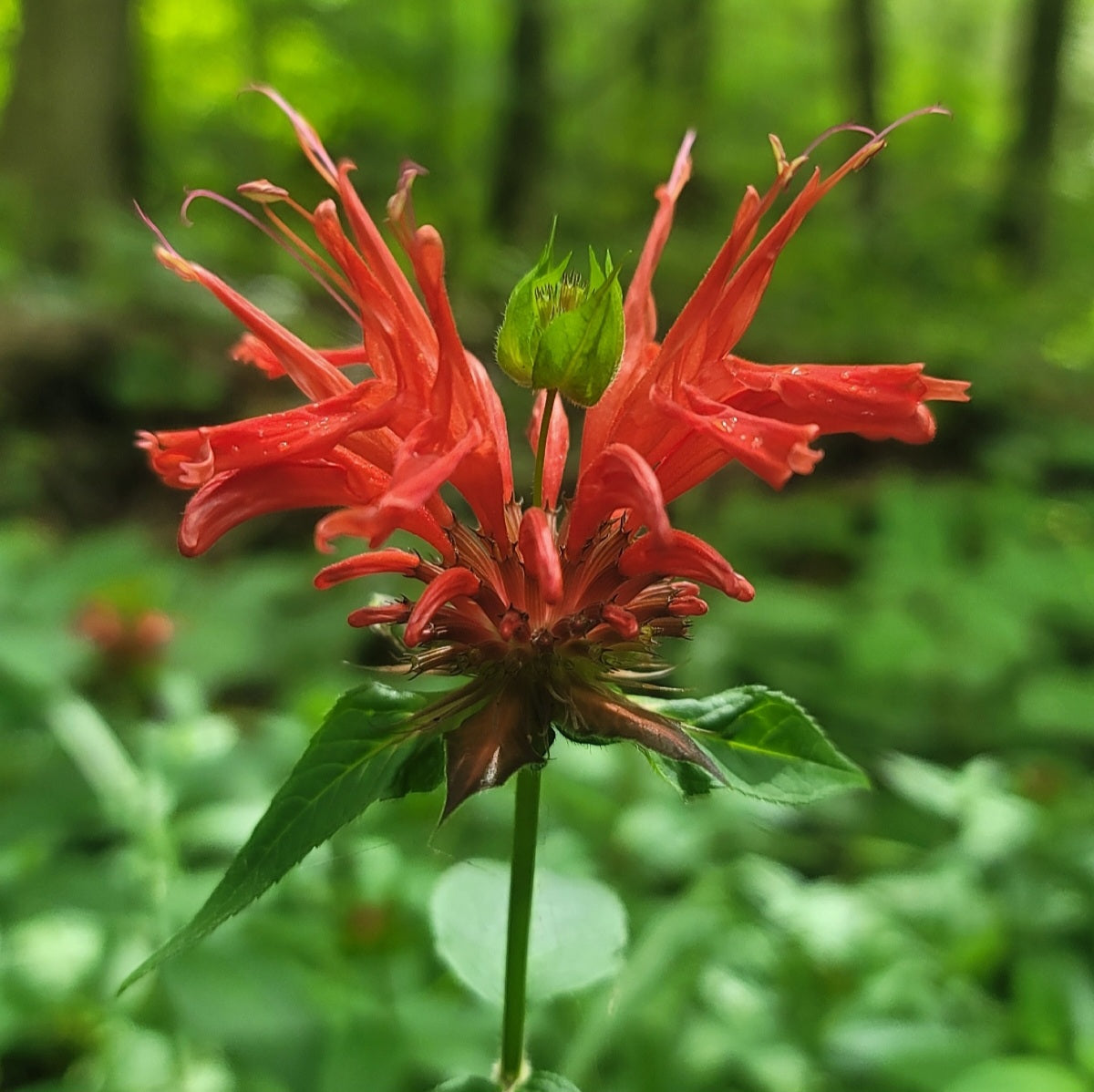 Scarlet Bee Balm (Monarda didyma)