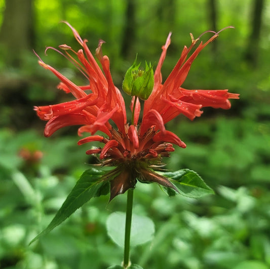 Scarlet Bee Balm (Monarda didyma)
