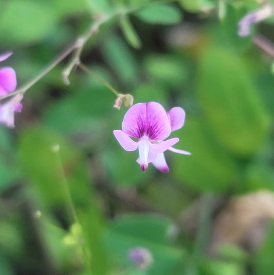 Creeping Bushclover (Lespedeza repans)