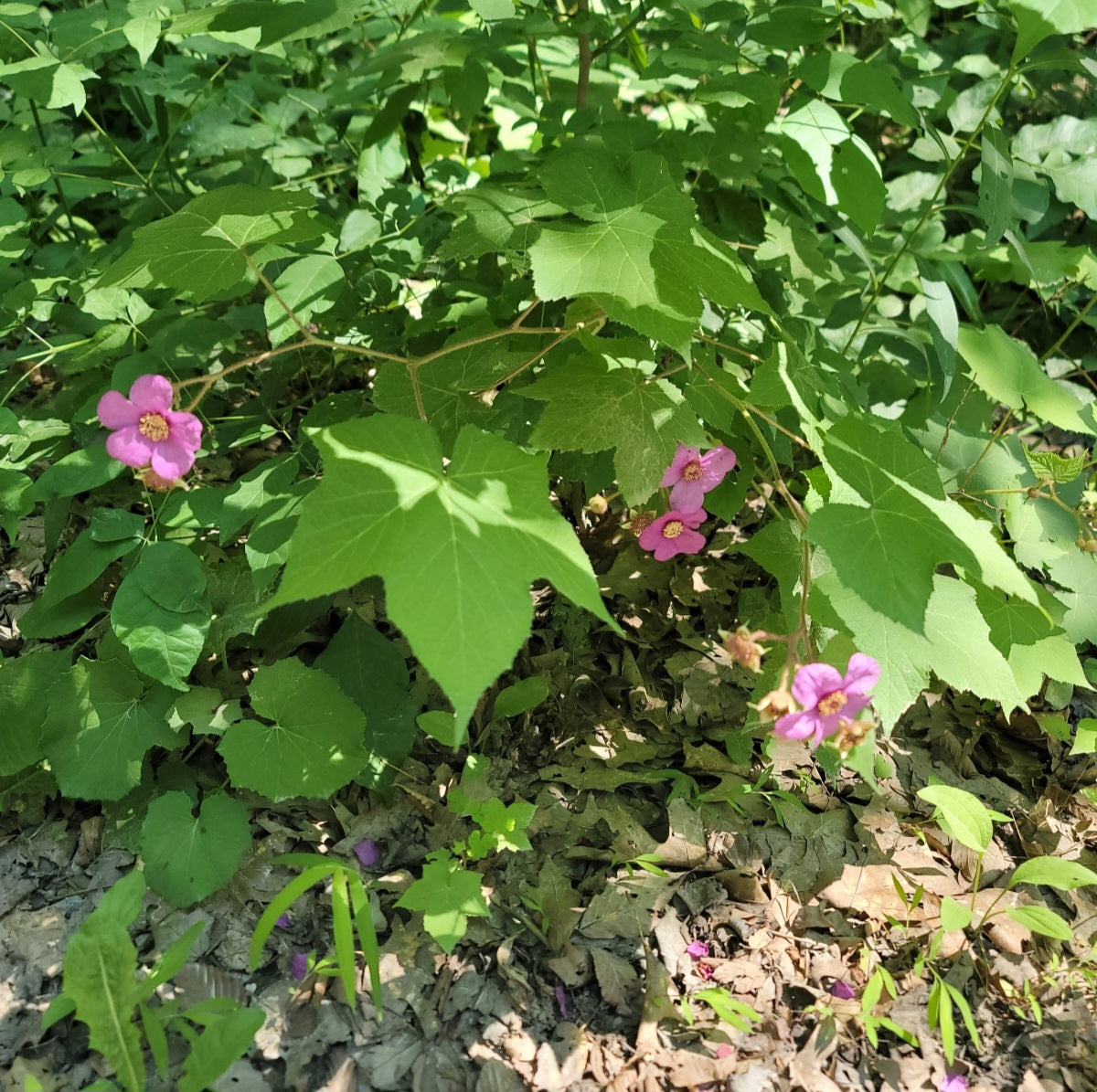 Flowering Raspberry (Rhubus odoratus)