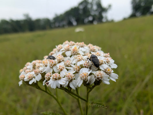 Yarrow (Achillea millefolium)
