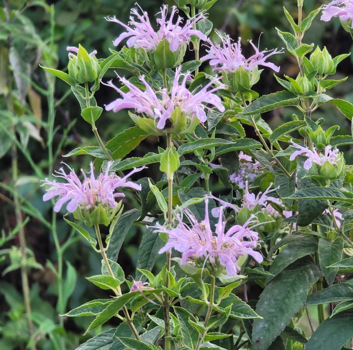 Wild Bergamot (Monarda fistulosa)