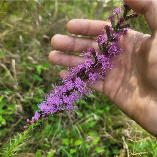 Blazing Star (Liatris spicata) Quart Pot