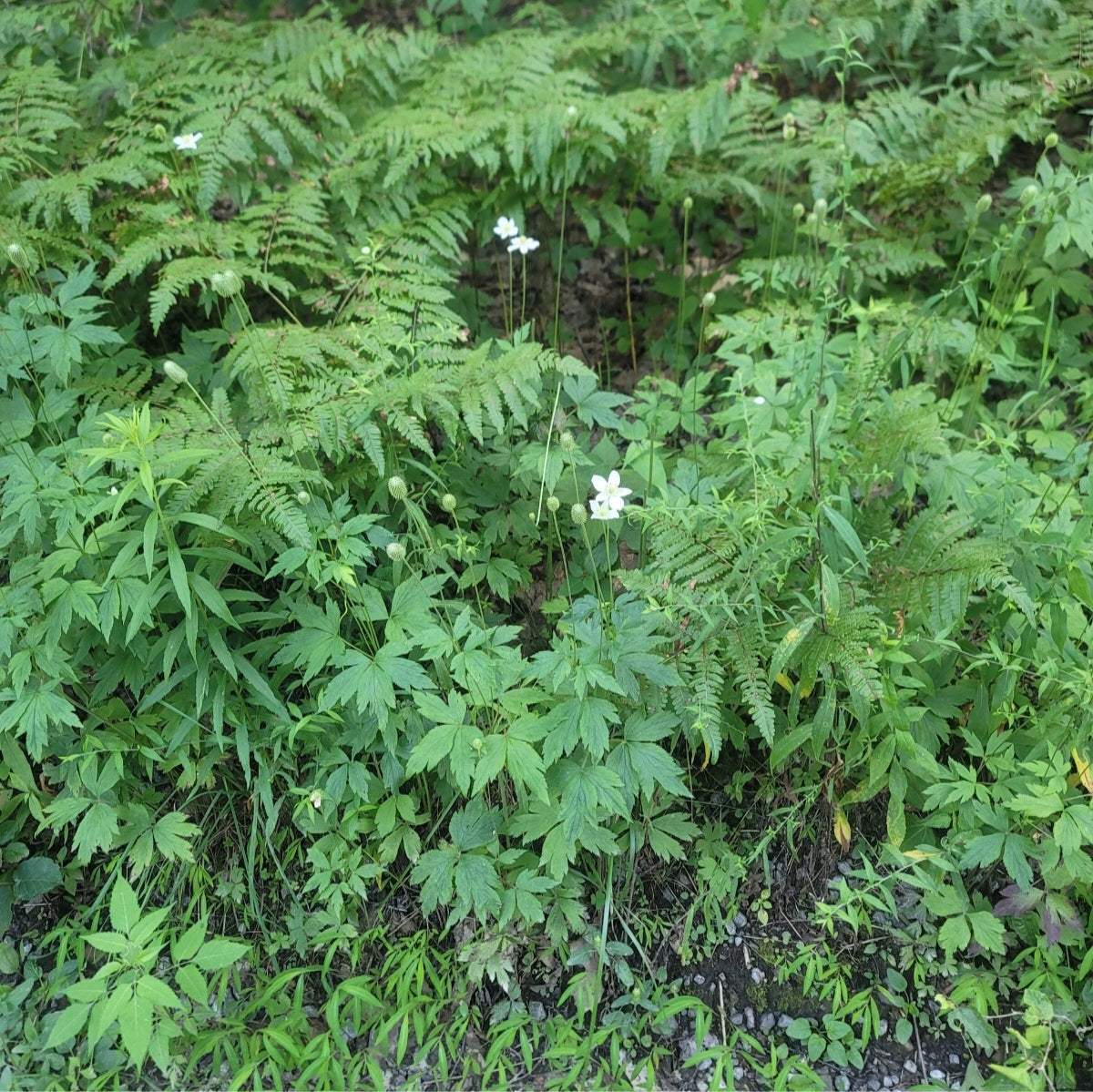 Thimbleweed (Anemone virginiana)