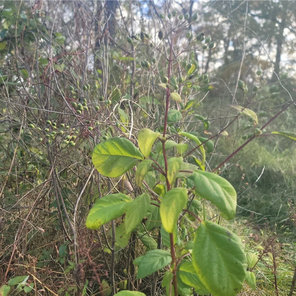 Late Figwort (Scrophularia marilandica)