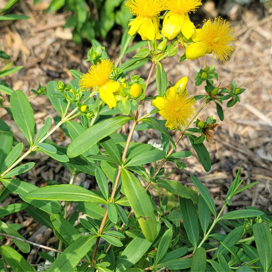 Shrubby St. Johns Wort (Hypericum prolificum)