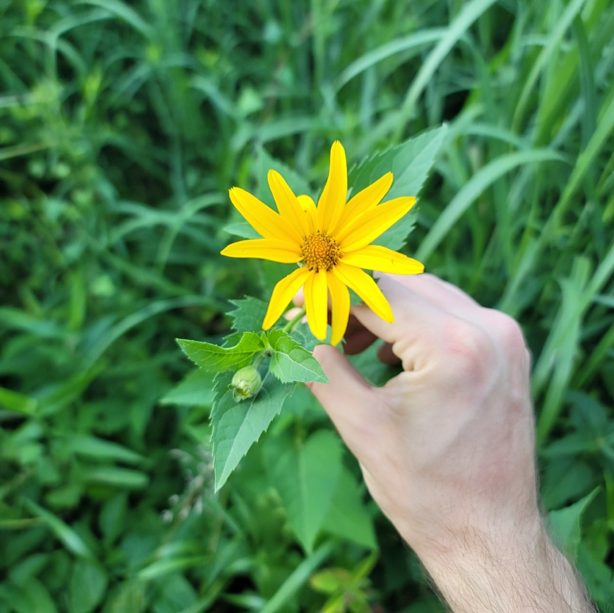Woodland Sunflower (Helianthus divaricatus)