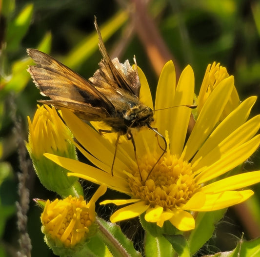 Maryland golden aster (Chrysopsis mariana)