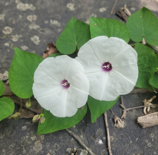Wild Potato Vine (Ipomoea pandurata)