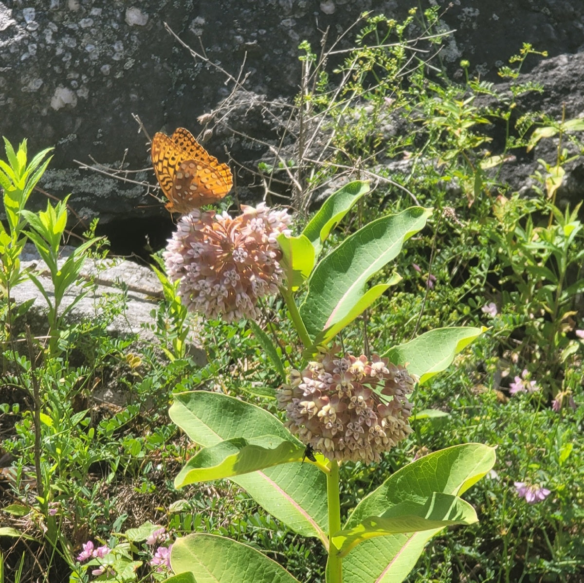 Common milkweed (Asclepias syriaca)