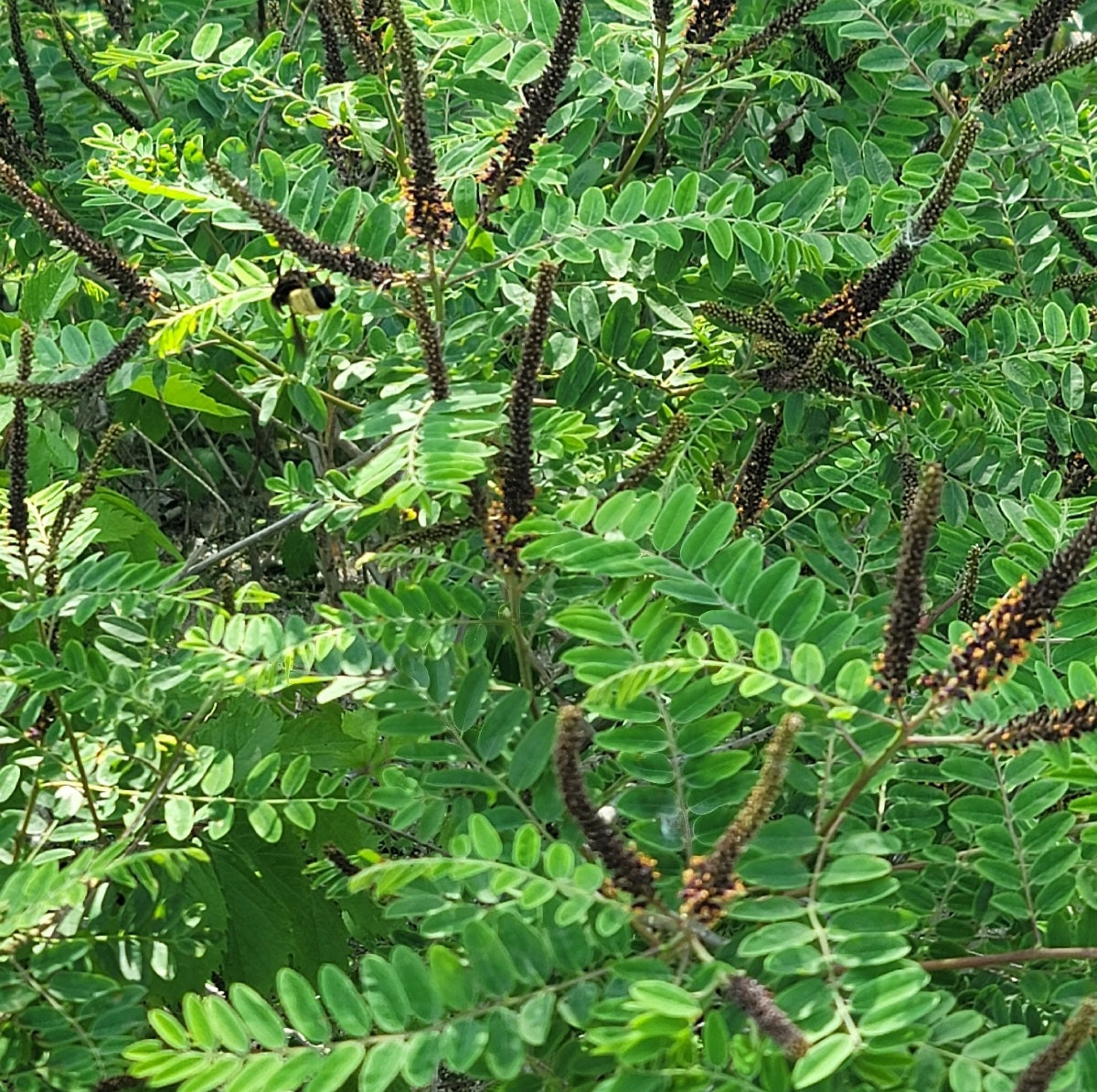 False indigo bush (Amorpha fruiticosa)