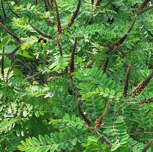 False indigo bush (Amorpha fruiticosa)