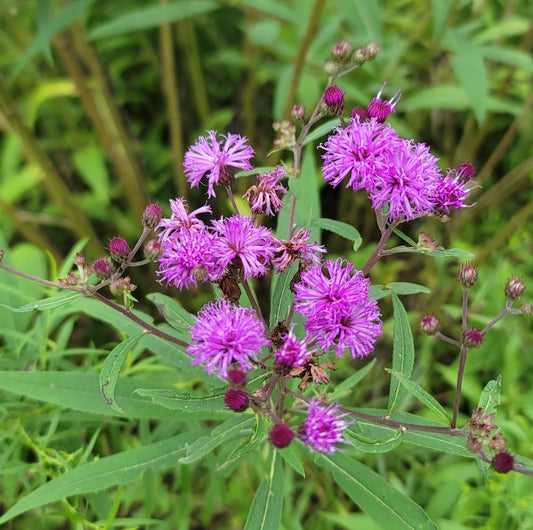 New York Ironweed (Vernonia novaborensis)