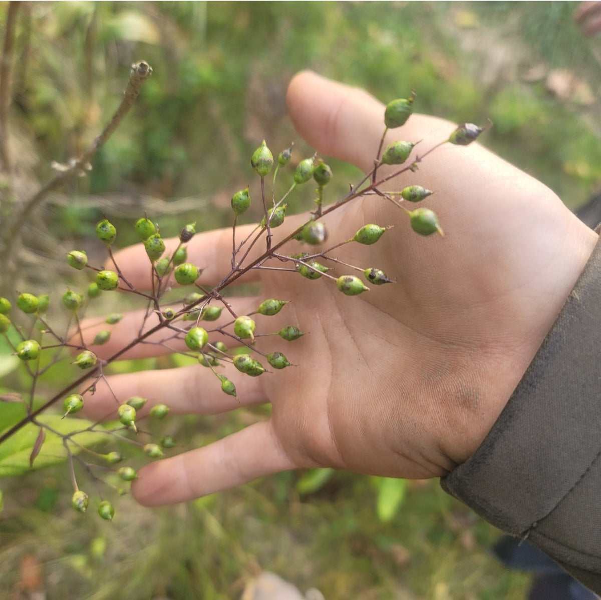 Late Figwort (Scrophularia marilandica)