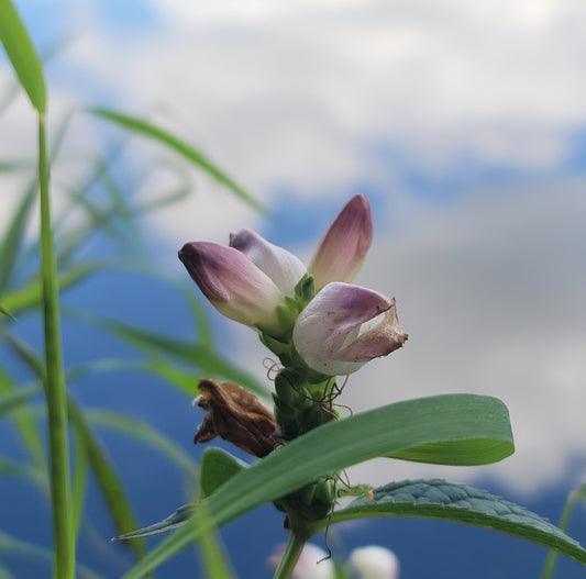 White turtle head (Chelone glabra)