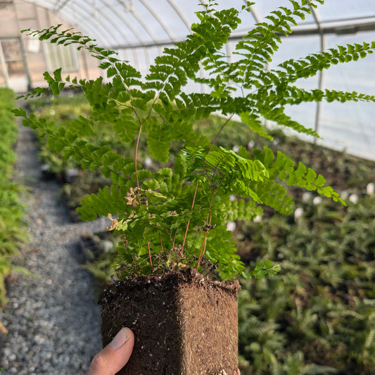 Maidenhair Fern (Adiantum pedatum) Gallon Pot