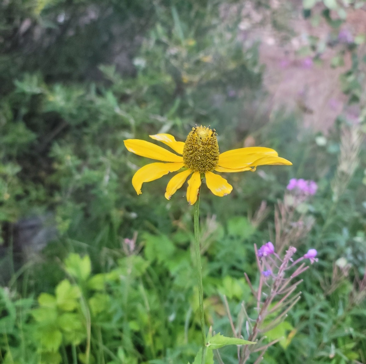 Sochan (Rudbeckia laciniata)