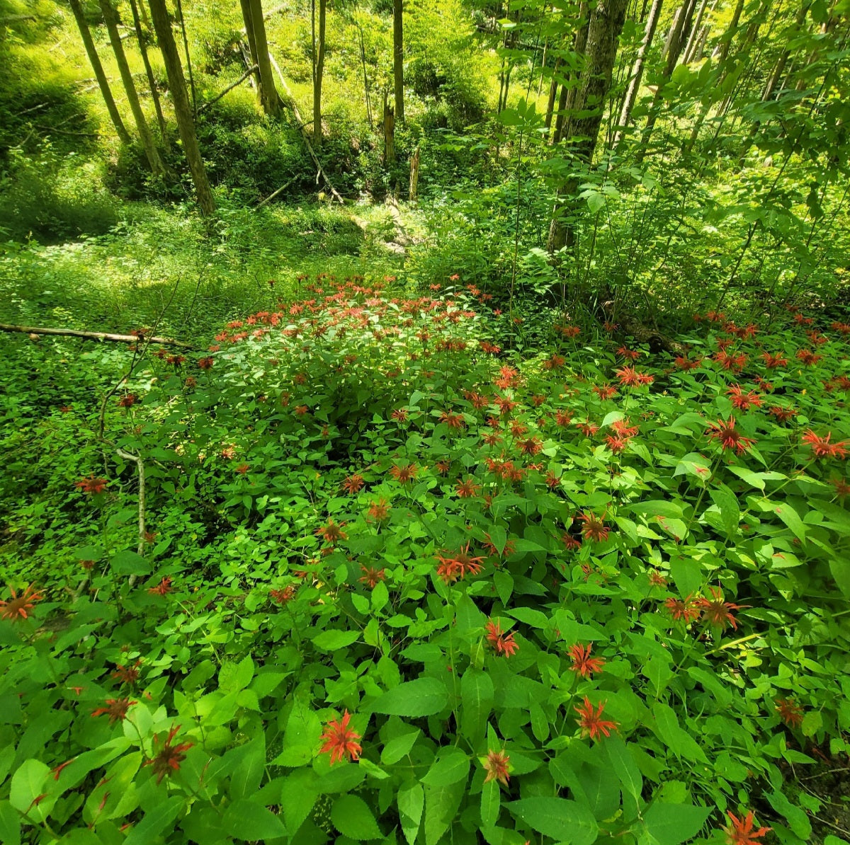 Scarlet Bee Balm (Monarda didyma)